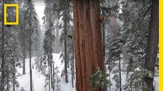 Magnificent Giant Tree Sequoia in a Snowstorm  National Geographic [upl. by Nahbois524]