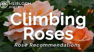 Climbing Roses  Rose Recommendations [upl. by Lafleur]