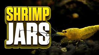 3 Month Walstad Method Shrimp Jar Update 1 Gallon Shrimp Tank For Yellow Cherry ShrimpNeocaridina [upl. by Attenad]