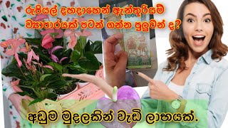 රු 10000 න් ව්‍යාපාරයකට අත ගහමු සරලයි ලාභයි hishi srilanka anthurium plants wagawa [upl. by Leanne]