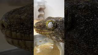 Feeding Largest Gecko Species in the World [upl. by Betty]