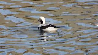 Longtailed Duck Clangula hyemalis up close and personal Burghead harbour [upl. by Wendye]