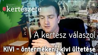 A kertész válaszol öntermékeny kivi ültetése  önporzó kivi  öntermő kivi [upl. by Chavey]