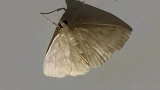 moth recorded at night July 28 2024 [upl. by Zared275]