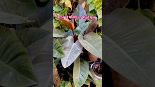 Secret of healthy leaves plants gardeningaesthetics wintercare [upl. by Hsirehc]