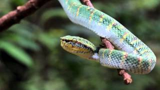 Waglers Pit Viper [upl. by Odnalref474]