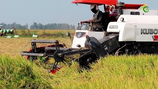 Nice Action Kubota Harvesting Machinery Skills Operator Cropping Rice In Farms  Rice Harvester [upl. by Aylmar]