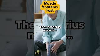 The sartorius muscle [upl. by Eelyah]