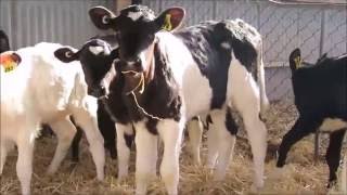 dehorning calves without pain killers [upl. by Fleischer688]