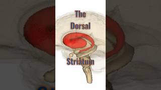 Dorsal Striatum neuroanatomy brainanatomy brainpart caudatenucleus putamen basalganglia [upl. by Denten829]