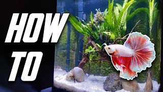 The Betta Fish Tank Guide For Everyone Set Up Equipment amp More [upl. by Naret727]