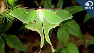 The Stealth Fighter Of The Insect World [upl. by Nwahsyd]