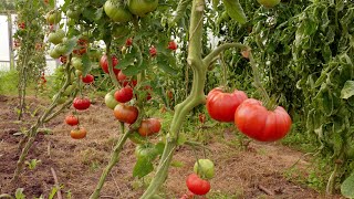 25 Podamos tomateras y plantamos verduras para el otoño en el invernadero [upl. by Ahsinar]