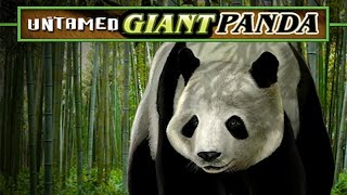 Free Untamed Giant Panda slot machine by Microgaming gameplay ★ SlotsUp [upl. by Ehtylb620]