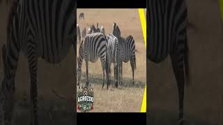 Zebralo The Fascinating Crossbreed Between Horse and Zebra [upl. by Akialam]