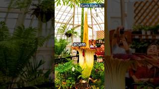 The Rare Bloom of Corpse Flower amazing facts amaizingfacts [upl. by Atnoid]