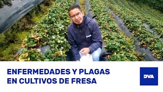 ¿Cómo Identificar TRIPS BOTRYTIS y ANTRACNOSIS en Cultivos de FRESA 🍓 [upl. by Animar714]