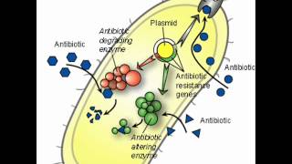 TOBRAMYCIN  HEALTH EDUCATION  INFECTION CONTROL ICSP  URDU  HINDI [upl. by Anitsirhk]