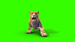 Green Screen Jaguar Feline Animals Run Attack  Footage PixelBoom CG [upl. by Sidoney363]