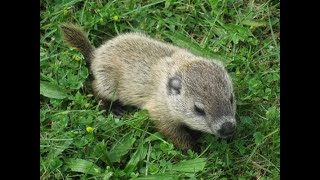 What to do if You FindA Baby Groundhog [upl. by Dde912]