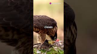 Peregrine Falcons Epic Dive Attack [upl. by Modeste533]