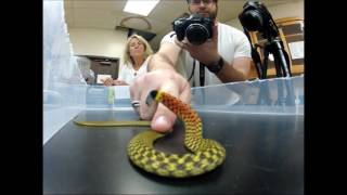 A poisonous and venomous snake defensive behaviors of Rhabdophis [upl. by Enuj]