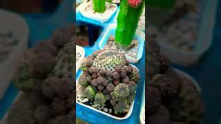 Thirsty Succulent plant succulents plants cactus propagation homegarden tips care [upl. by Eniamrej]