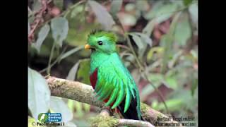 Quetzal Resplendent Tour Guatemala Birdwatching [upl. by Josselyn807]