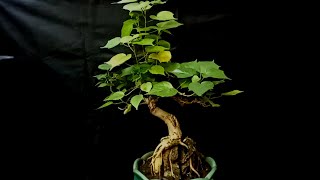 CUTTING BONSAI WARU TAIWAN OTR ‼️ HIBISCUS TILIACEUS [upl. by Edee956]