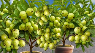 New Technique propagate guava tree​ New Grow Guava Tree Small Cutting with Leaf 100Success [upl. by Norre545]