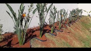 Composição do paisagismo próximo a piscina com estrelicia e podocarpus [upl. by Kisung]