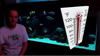 African Cichlids  How Water Temperature Affects Their Behaviour [upl. by Yllod]