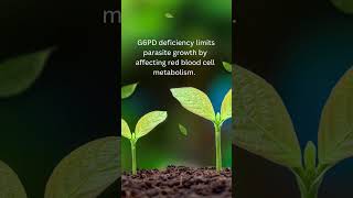 Haemoglobin S G6PD deficiency and Thalassemias confer resistance to shorts shortvideo [upl. by Frolick]