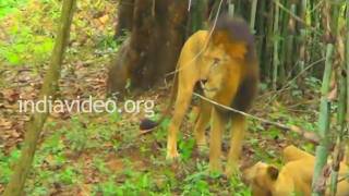 Lions at Bannerghatta National Park Bangalore Bengaluru Karnataka [upl. by Meunier]