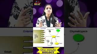 Enterokinase is secreted by  Trypsinogen to Trypsin enzyme Intestinal Mucosa  BEAT d NEET Shorts [upl. by Martsen]