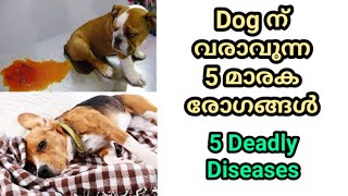 5 deadly dog diseases  distemper  parvo  rabies  vaccination  നായയെ വളര്‍ത്തുന്നവര്‍ അറിയാന്‍ [upl. by Endys]