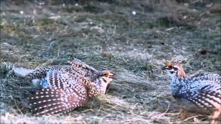 Plains Dancer Albertas Sharptailed Grouse [upl. by Keffer]