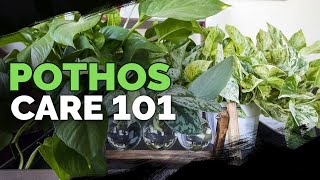 Pothos Care 101 Is This the Easiest Houseplant to Care For [upl. by Phebe]