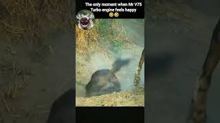 Mr V75 turbo engine accepts racing challenge with wild dogs kasongo funnyanimalvideo wildlife [upl. by Gayla221]