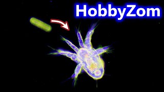 Copepod nauplius larval stage demonstrates its FEEDING CURRENT [upl. by Irol987]