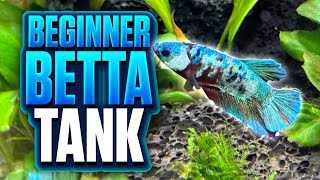 A BeginnerFriendly Betta Fish Tank Setup Anyone Can Build [upl. by Remlap]