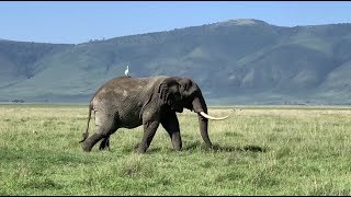 Tanzania 5  Ngorongoro Crater and Conservation Area January 14 2021 Nature ASMR [upl. by Karlens785]