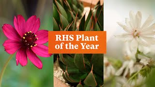 And the winners of RHS Plant of the Year 2024 are  The RHS [upl. by Assed]