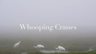 The Whooping Cranes of Texas [upl. by Sherl485]