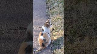 cats 🐈meow beautiful pets lovely shortsfeed straycat song pop cover subscribe catlover [upl. by Bremen]