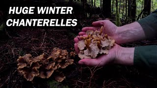 HUGE Winter Chanterelle Mushrooms from a Rainforest Mountain [upl. by Miza]