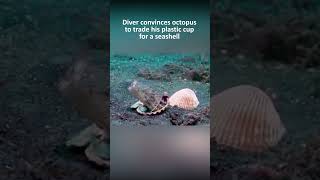 Diver convinces octopus to trade his plastic cup for a seashell [upl. by Airdnas667]