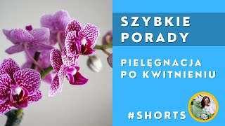 Shorts Pielęgnacja storczyka po kwitnieniu [upl. by Eimmij648]