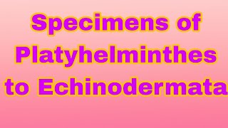 Specimens of Platyhelminthes to Echinodermata biology  biologyexperiment  science [upl. by Darcie619]