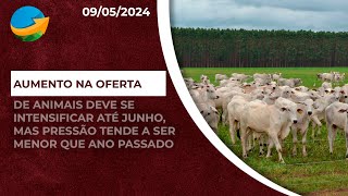 Aumento na oferta de animais já começou e deve se intensificar até junho mas pressão sobre arro [upl. by Aneele]